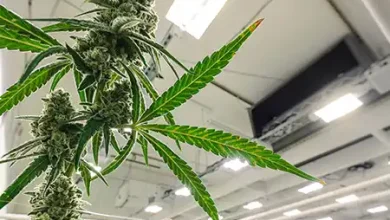 purple-punch-seeds:-flavor,-potency,-and-growing-tips